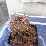 Gymnocalycium chiquitanumपत्ता