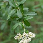 Ligustrum quihoui 葉