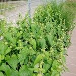 Phlomis russeliana Habitus