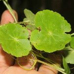 Hydrocotyle leucocephala Leaf