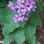 Lunaria annuaFlower