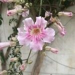 Podranea ricasoliana 花