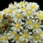 Blossfeldia liliputana Flor