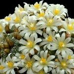 Blossfeldia liliputana Çiçek