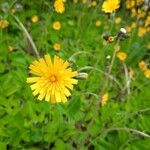 Hieracium murorumКвітка