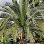 Macrozamia moorei Blatt