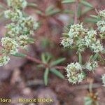 Chaetonychia cymosa Otro