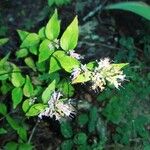 Cunila origanoides Flower