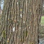 Ulmus thomasii Bark