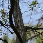 Quercus laurifolia Bark