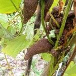 Dioscorea bulbifera Frucht