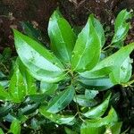 Cinnamomum verum Folha