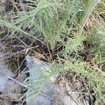 Crepis chondrilloides List