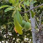 Cerbera manghas Gyümölcs