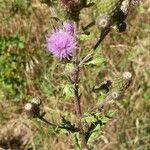 Cirsium arvenseКвітка