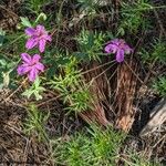 Geranium viscosissimum Kukka