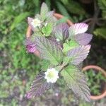 Phyla scaberrima Flor
