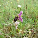 Ophrys scolopax Fula