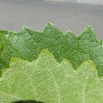 Vitis californica Blatt