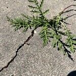 Artemisia biennis Leaf