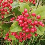 Psorospermum febrifugum Frucht