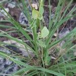 Coronilla scorpioides List