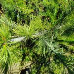 Larix kaempferi Leaf