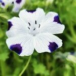 Nemophila maculata Floare