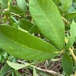 Vitex polygama Leaf