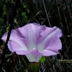 Calystegia sepiumЦветок