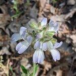 Collinsia bartsiifolia