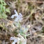 Nepeta nepetella Fleur