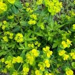 Euphorbia pilosa Hoja