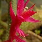 Aporocactus flagelliformis Flower
