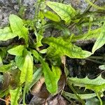 Crepis capillaris Leaf