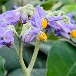 Solanum mauritianum Λουλούδι