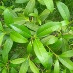 Osmanthus decorus Leaf