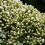 Buddleja albiflora Кветка