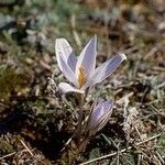 Crocus reticulatus 花