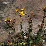 Hypericum australe Habit