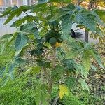 Carica papaya Leaf