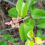 Rhus ovata Flower