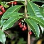 Ardisia crenata Frukt