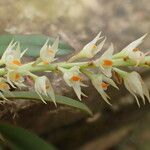 Bulbophyllum calvum Çiçek