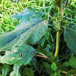 Amaranthus powellii Blatt