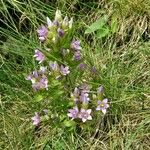 Gentianella ramosa 花