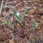 Convolvulus equitans Hábito