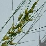 Agrostis stolonifera 花