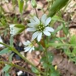 Cerastium fontanumКветка