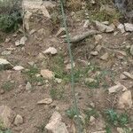 Allium porrum 整株植物